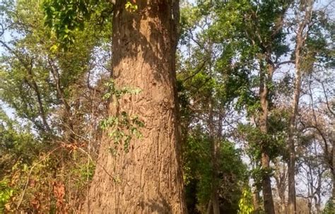 200 Yr Old Sal Tree Worshipped In Malkangiri Orissapost