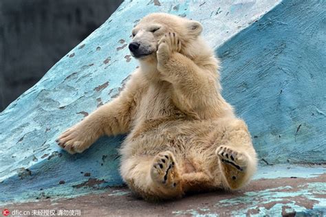 » ce postulat à rebours du quand les sites climatosceptiques assurent que les ours polaires seront plus nombreux dans les années à venir, la science pose un constat plus dramatique. Pratique du yoga par un bébé ours polaire