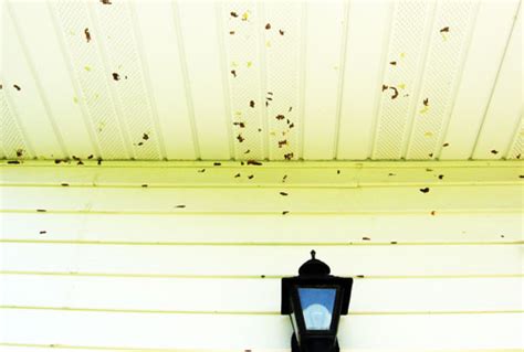 Indiscriminate Egglaying By Insects In Michigans Upper Peninsula Msu