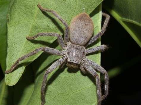 Sparassidae Huntsman Spider Dscf8118 Kingdomanimalia Phyl Flickr