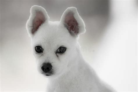 Little White Spitz Dog With Sad Eyes And Big Ears Stock Photo Image