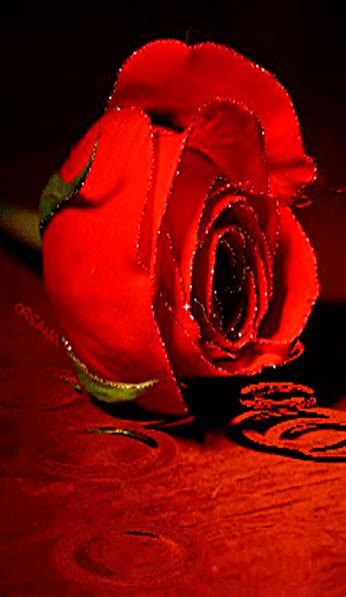 Animált Fotó Video Beautiful Rose Flowers Beautiful Roses