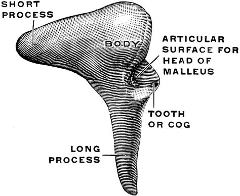 Lateral View Of The Incus Clipart Etc