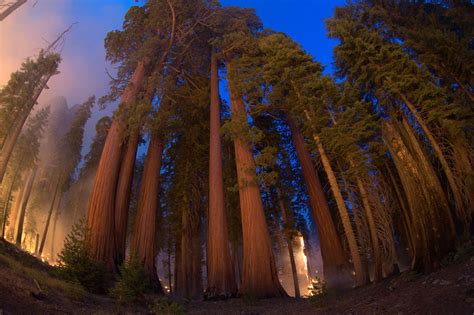 Giant Sequoias And Fire Sequoia And Kings Canyon National Parks Us