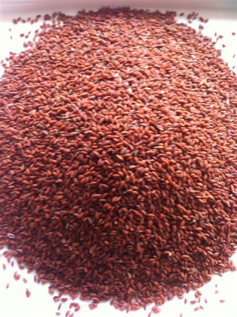 Aserio Seeds Halon Haloon Cress Seeds Asario Seeds 100g Ebay