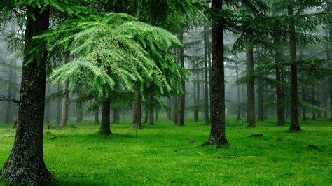 Весенний лес в тумане HD обои на рабочий стол х