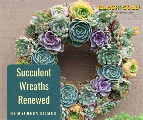 Succulent Wreaths Renewed Black Gold