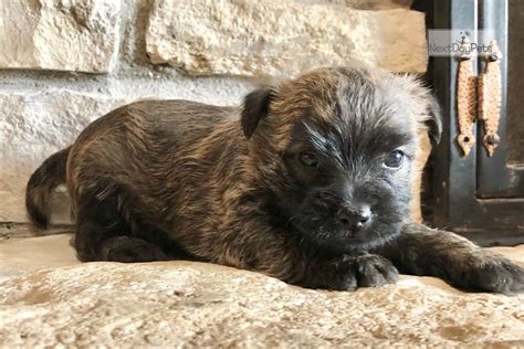 Finley Cairn Terrier Puppy For Sale Near Salina Kansas 7c839ac1 E691