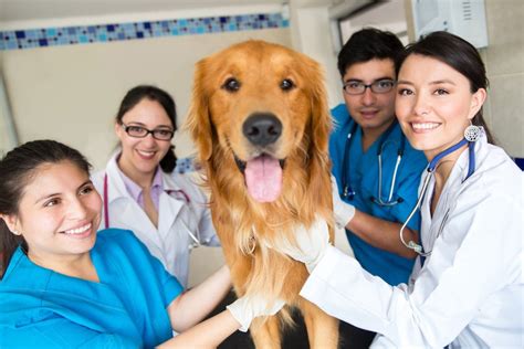 Taking Your Pet To The Vets Whos Who In Your Veterinary Practice