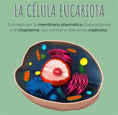 Juegos De Ciencias Juego De Célula Eucariota Lorena Vega Cerebriti