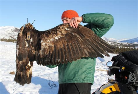 Summer Movements Of Female Golden Eagle 1502 At The Northwestern Edge