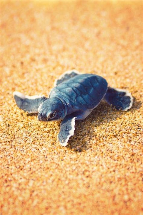 So I Really Hope To See One Of These Blue Ones Some Day Sea Turtles