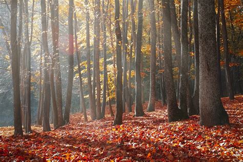 Free Photo Landscape Photography Of Forest During Autumn Season