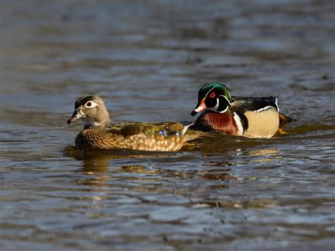 What Do Wood Ducks Eat Complete Guide Birdfact