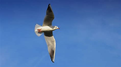 Seagull Sky Bird Flight Hd Wallpaper Peakpx