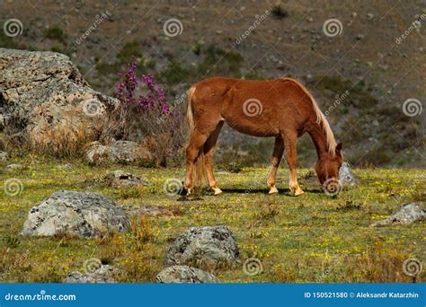 Horses Of The Altai Mountains Stock Photo Image Of Slope Pasture