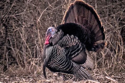 Turkey In Mating Season Minolta102 Flickr