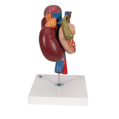 Anatomical Teaching Model Plastic Anatomy Models Renal System