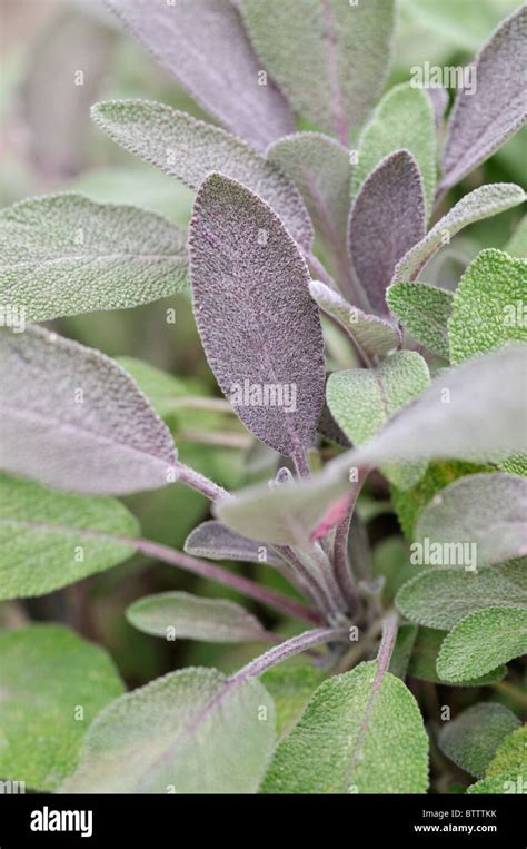 La Salvia Común Salvia Officinalis Purpurea Fotografía De Stock Alamy