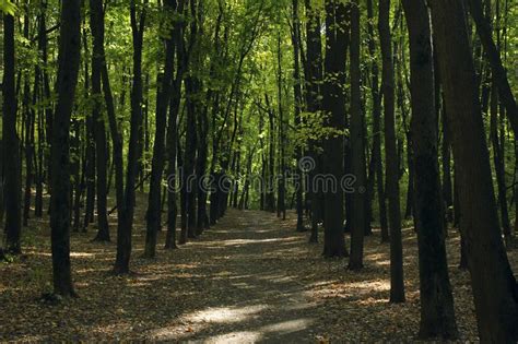 Panoramic Autumn Landscape With Forest Road Fall Nature Background