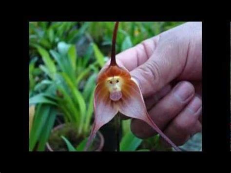 It is one of the most bizarre plants in the world. Strange Flowers of The World - YouTube