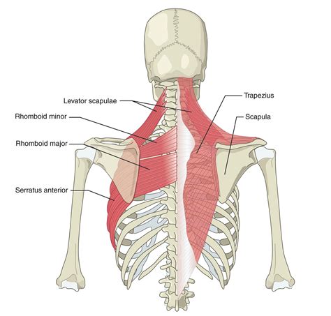 Human muscles enable movement it is important to understand what they do in order to diagnose sports they work closely with the shoulder girdle muscles to stabilize and move the shoulder. How to Keep Your Shoulders Healthy, Part 1: Mid-Back ...