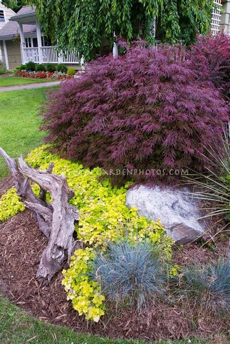It doesn't take much keen observation to note that a purchase of mahogany red japanese maple is a true investment in your yard! already have the Japanese maple like this.... | Evergreen ...
