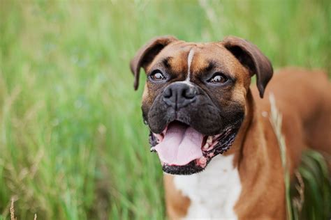 9 Reasons Boxers Might Be The Perfect Dogs Boxer Dogs Dog Toothpaste