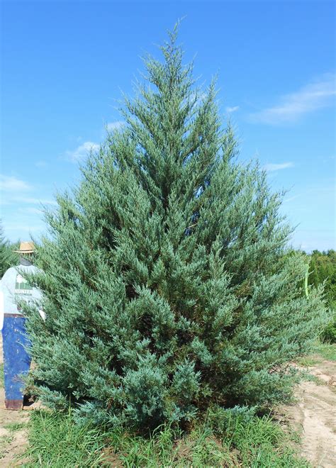 Jvb Juniperus Virginiana Burkii Burkii Eastern Red Cedar
