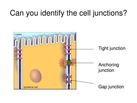 Ppt Cell Junctions Powerpoint Presentation Free Download Id4877246