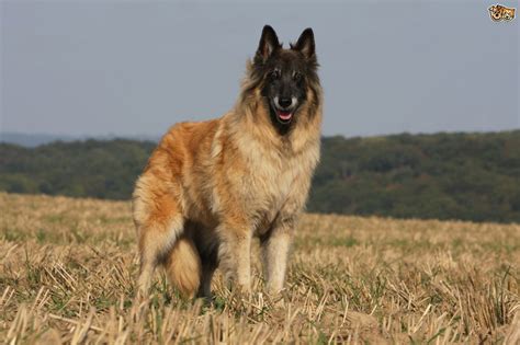 Shepherd Breeds That Are An Alternative To The German
