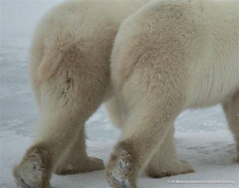 Do Polar Bears Have Tails Polar Bear Tail Facts Polar Bear Facts