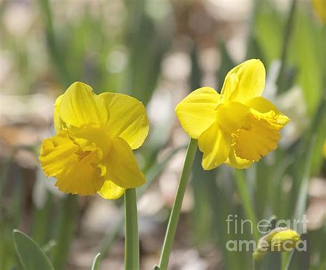 Title Yellow Daffodil Flowers Artist Kim Hojnacki Medium Photograph