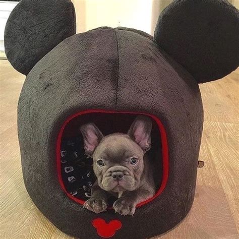 14 French Bulldog Facts That You May Find Fascinating Petpress