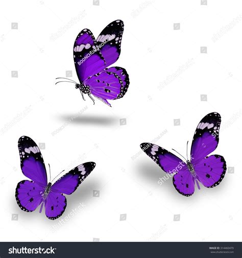 Beautiful Purple Butterfly Flying Stock Photo 314460470 Shutterstock