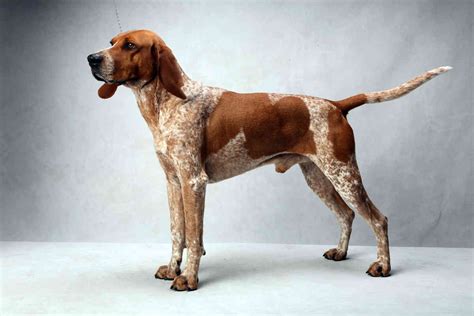 Westminsters Best Of Breed Red Tick Coonhound English Coonhound