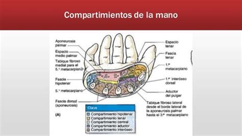 Anatomía De Mano Y Muñeca