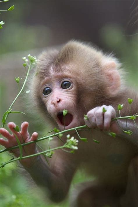 50 Cute And Adorable Baby Monkey Pictures