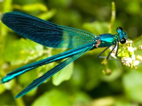 Maybe you would like to learn more about one of these? how to attract dragonflies, butterflies, bees, and birds ...