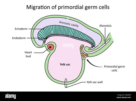 Migration Of Primordial Germ Cells Sagital Section Through Embryo