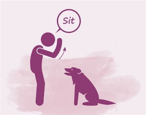 What Are The 7 Basic Dog Commands Sit Stay And More Puplore