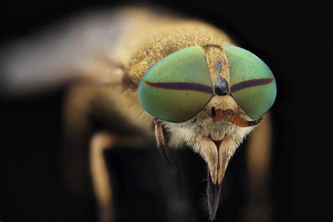 Horsefly You Can Download Or View Macroscopic Solutions I Flickr