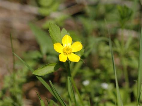 Small 5 Petal Yellow Flower Best Flower Site