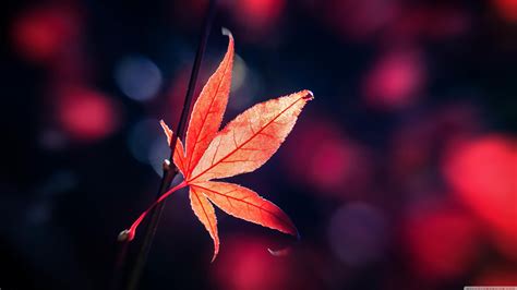 Autumn Leaves 4k Wallpapers Wallpaper Cave