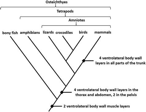 Cladogram Definition Features Parts Examples Vs Phylogram