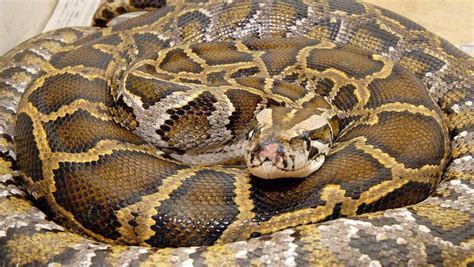 Indonesian Woman Killed Swallowed Whole By 23 Foot Long Python
