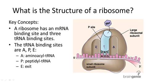 Structure Of Ribosomeslarge And Small Subunit Youtube