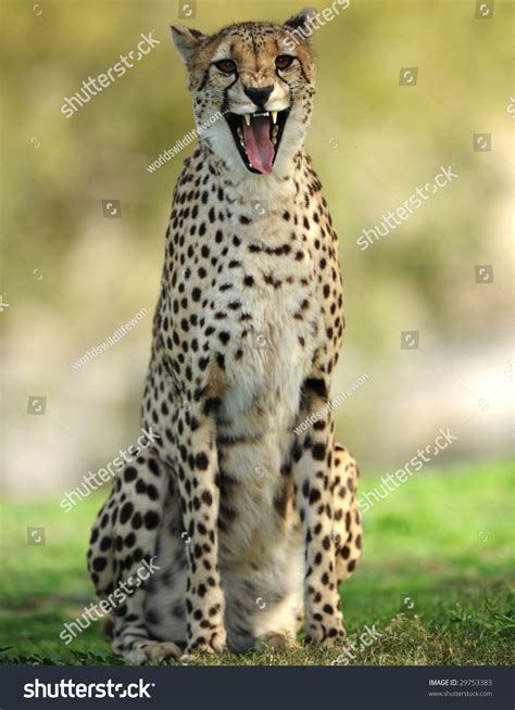 Cheetah Smiling Snarling Camera Showing Teeth Stock Photo Edit Now
