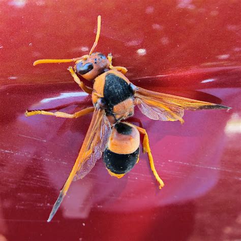 Australian Hornet Aka Potter Wasp Project Noah