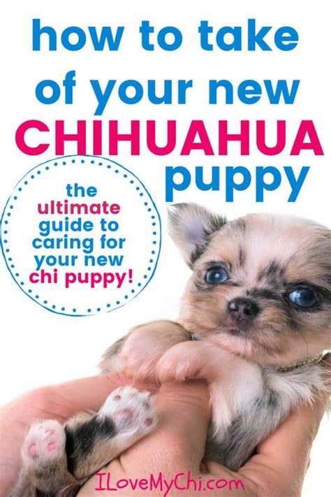 How To Take Care Of Your New Chihuahua Puppy I Love My Chi
